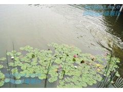 城市公園藍(lán)藻水華治理凈化項(xiàng)目