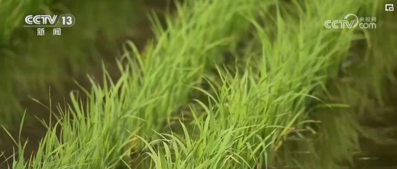 植保無人機實現(xiàn)“綠色換電” “巡田平臺+智慧換電”服務(wù)夏季田間管理 植保無人機實現(xiàn)“綠色換電” “巡田平臺+智慧換電”服務(wù)夏季田間管理