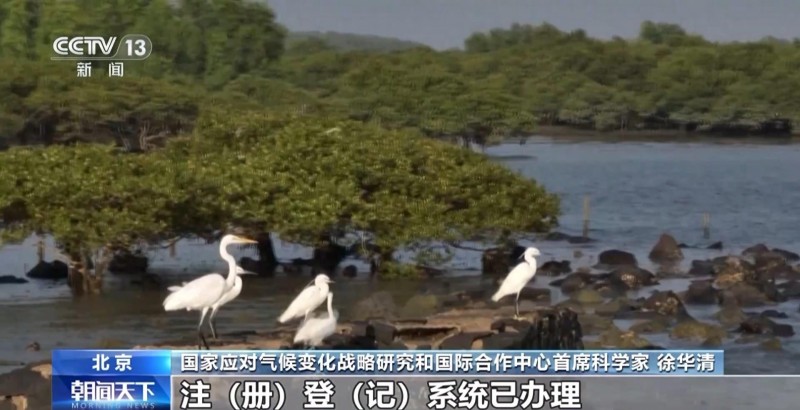 自愿碳是什么碳？促進雙碳目標實現 這個市場很重要