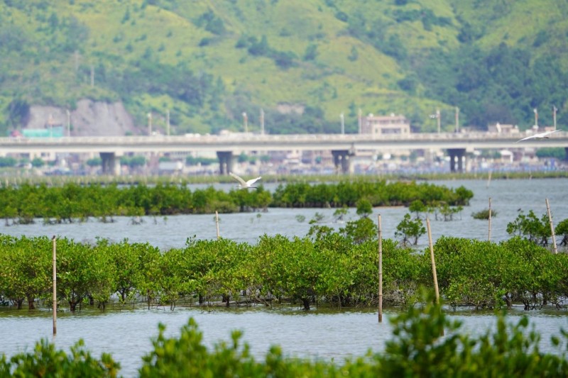 國(guó)內(nèi)總量最大、數(shù)額最高紅樹林碳匯認(rèn)購(gòu)在廣東簽約