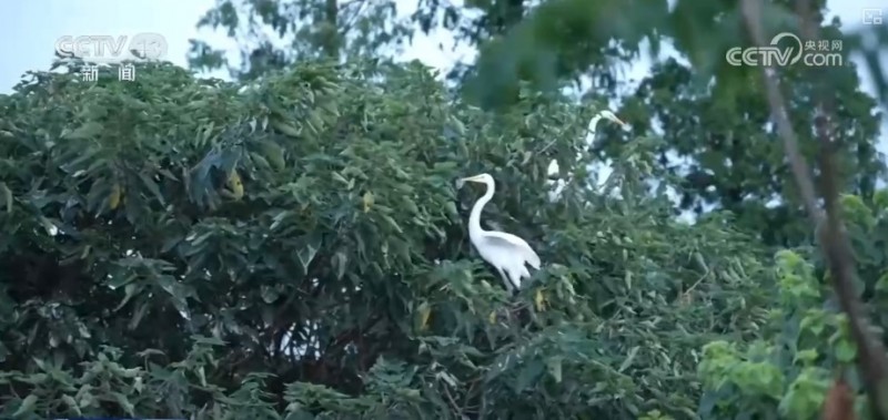 煉化工廠成鳥兒新“家” “綠色工廠”盡顯工業(yè)之美