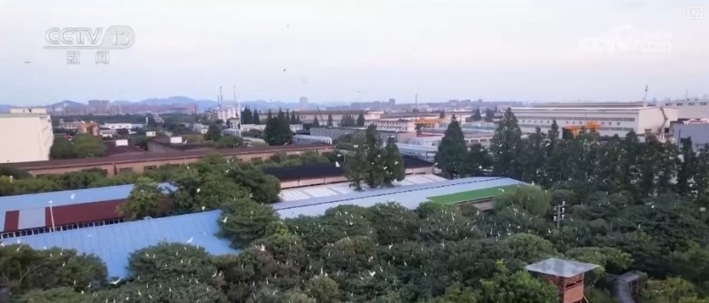 煉化工廠成鳥兒新“家” “綠色工廠”盡顯工業(yè)之美