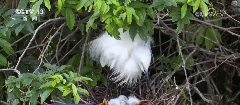 煉化工廠成鳥兒新“家” “綠色工廠”盡顯工業(yè)之美