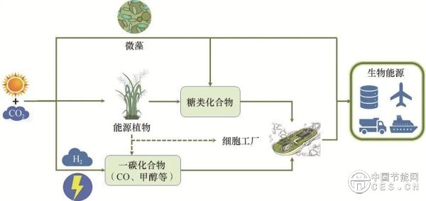 合成生物學如何助力生物能源生產(chǎn)？