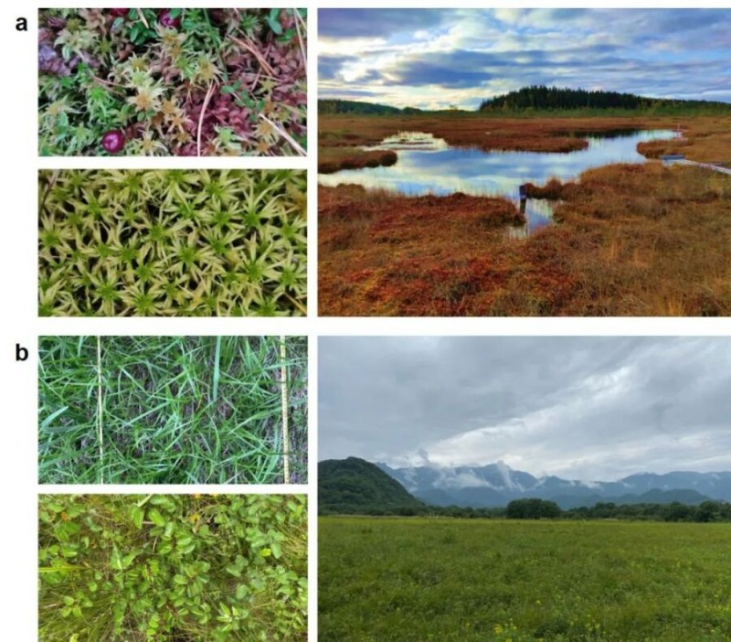 干涸的濕地會(huì)加速碳分解嗎？