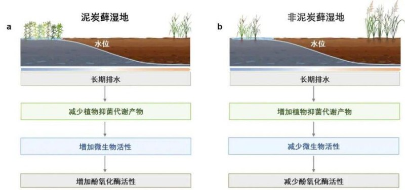 干涸的濕地會(huì)加速碳分解嗎？