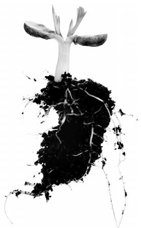 喀斯特地貌與紅土地