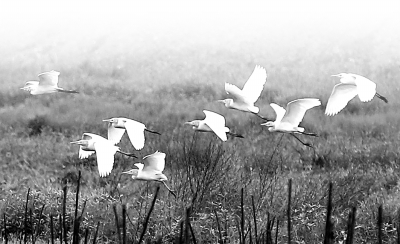近年來，廣西融安縣注重生態(tài)環(huán)境保護(hù)，下大力氣開展石漠化綜合治理，引來白鷺“安營(yíng)扎寨”。