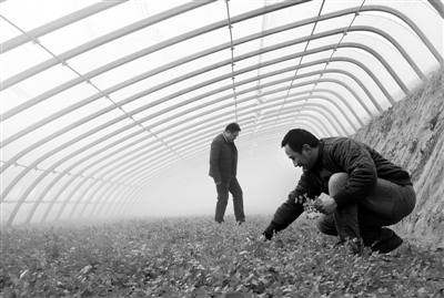 中節(jié)能懷來20兆瓦光伏農業(yè)科技大棚電站項目