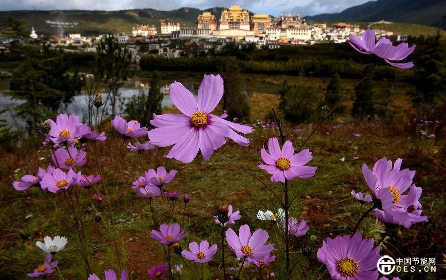 云南迪慶藏族自治州推進生態(tài)文明建設 森林覆蓋率達73.95%