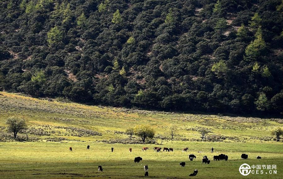 云南迪慶藏族自治州推進生態(tài)文明建設 森林覆蓋率達73.95%