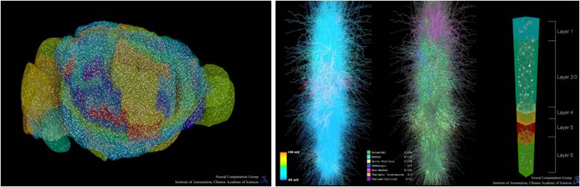 自動(dòng)化所認(rèn)知腦模擬仿真平臺(tái)